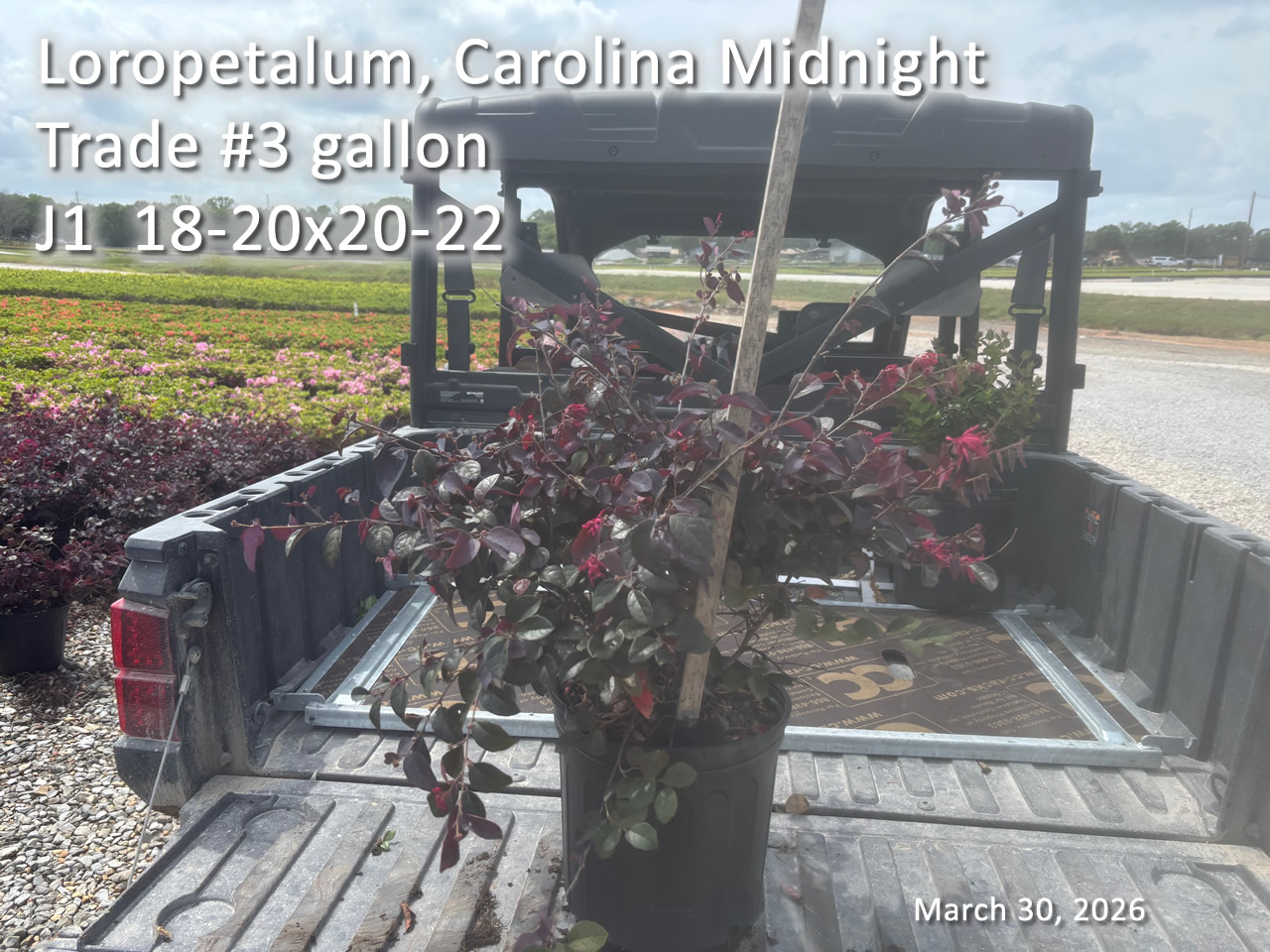 gallery/lcm3t j1 mar30.jpg